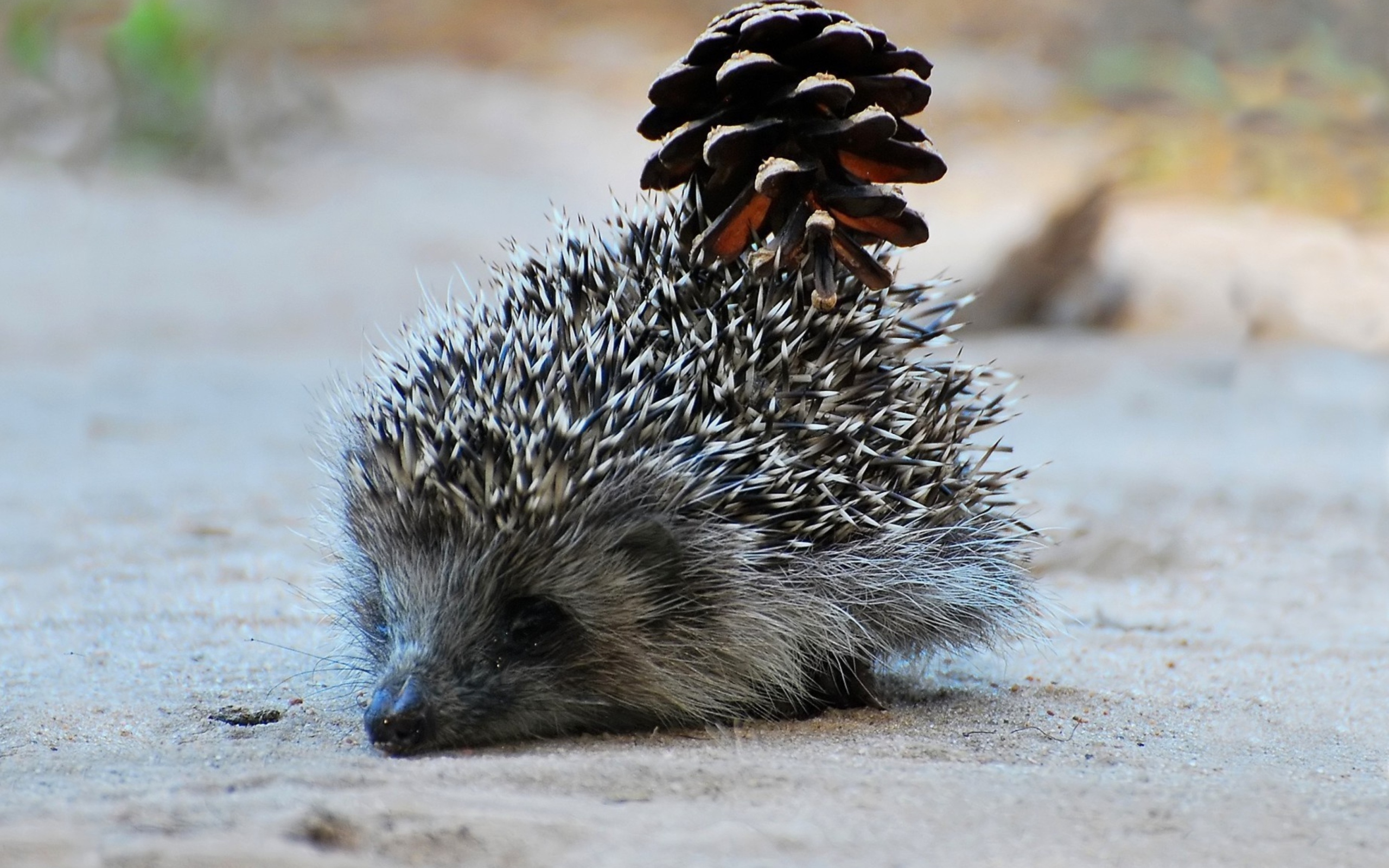 Hedgehog With Pine Cone wallpaper 2560x1600