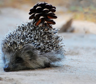 Hedgehog With Pine Cone - Obrázkek zdarma pro 128x128