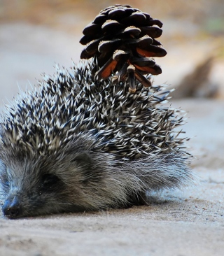 Hedgehog With Pine Cone - Obrázkek zdarma pro 360x640