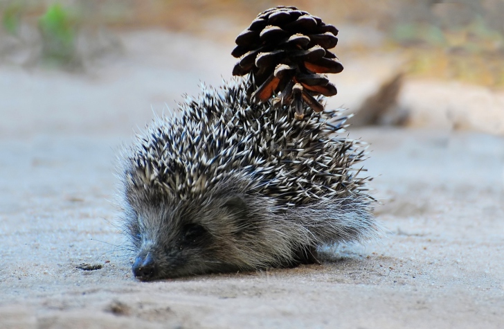 Fondo de pantalla Hedgehog With Pine Cone
