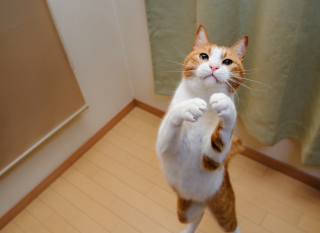 Jumping Cat - Obrázkek zdarma pro Samsung Galaxy S6 Active