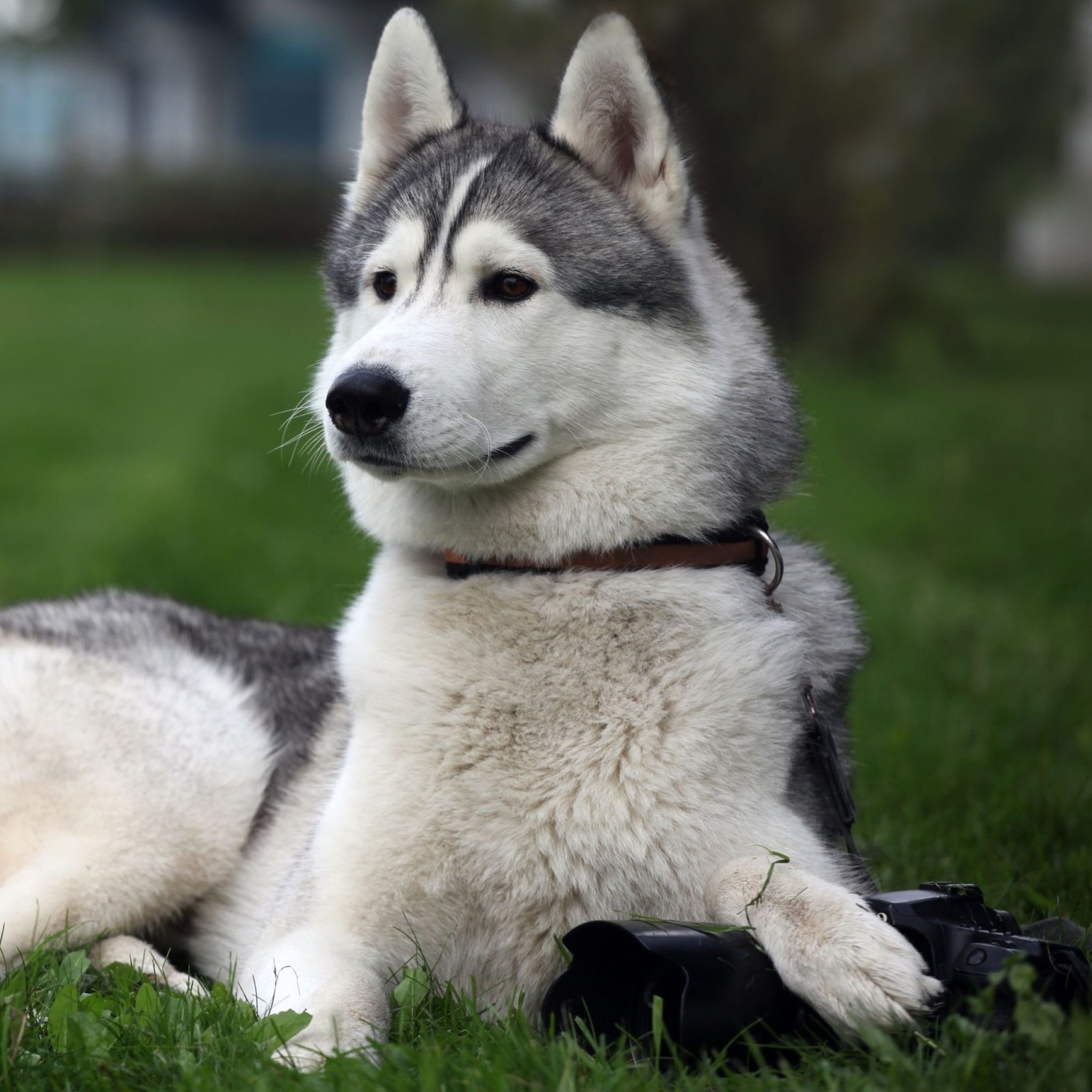 Siberian Husky screenshot #1 2048x2048