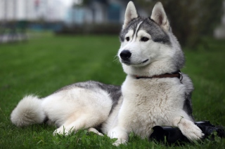 Siberian Husky - Obrázkek zdarma pro 1024x600