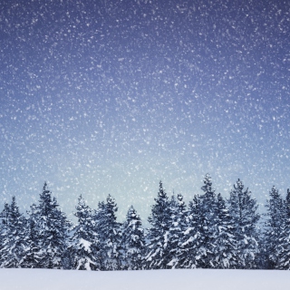 Kostenloses Winter Forest Wallpaper für 2048x2048