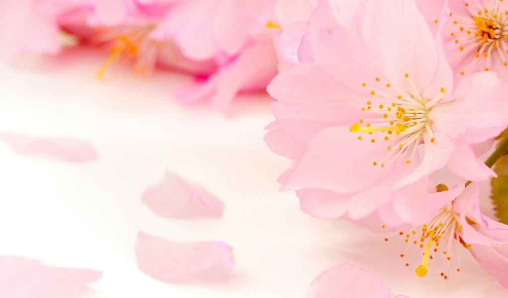 Screenshot №1 pro téma Spring Pink Blossoms 1024x600