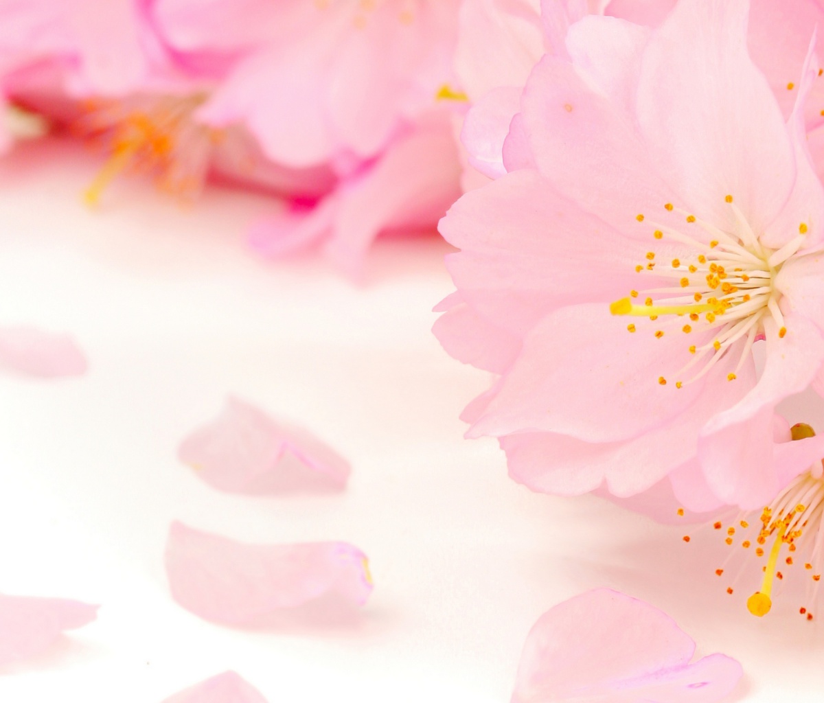 Screenshot №1 pro téma Spring Pink Blossoms 1200x1024