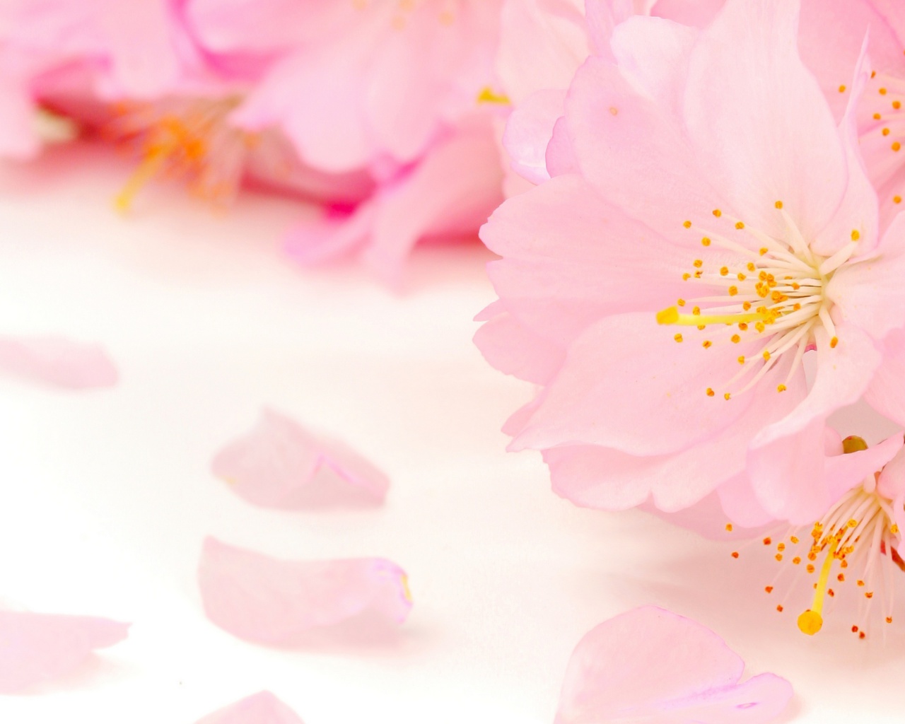 Das Spring Pink Blossoms Wallpaper 1280x1024