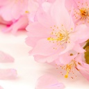 Das Spring Pink Blossoms Wallpaper 128x128
