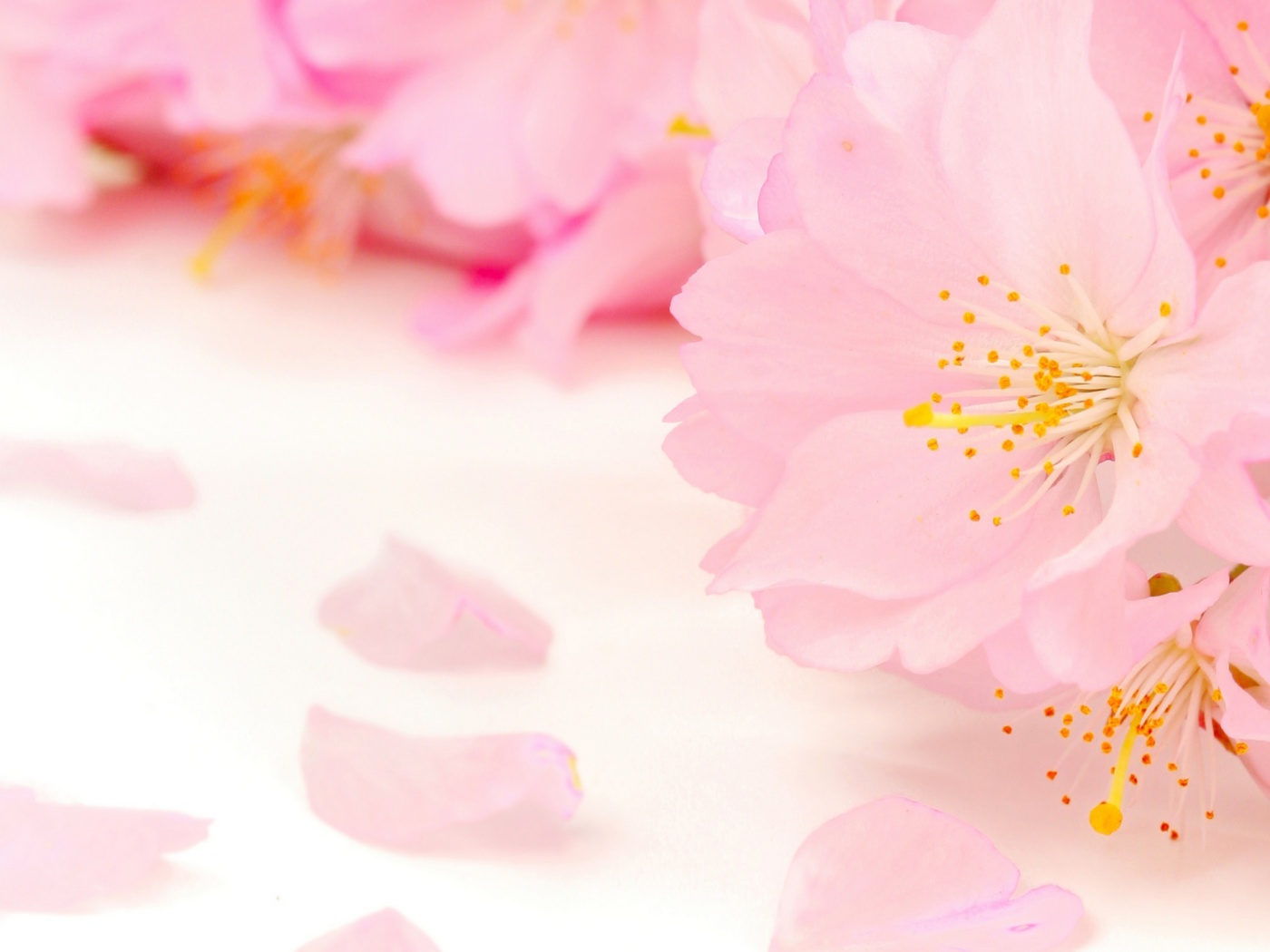 Das Spring Pink Blossoms Wallpaper 1400x1050