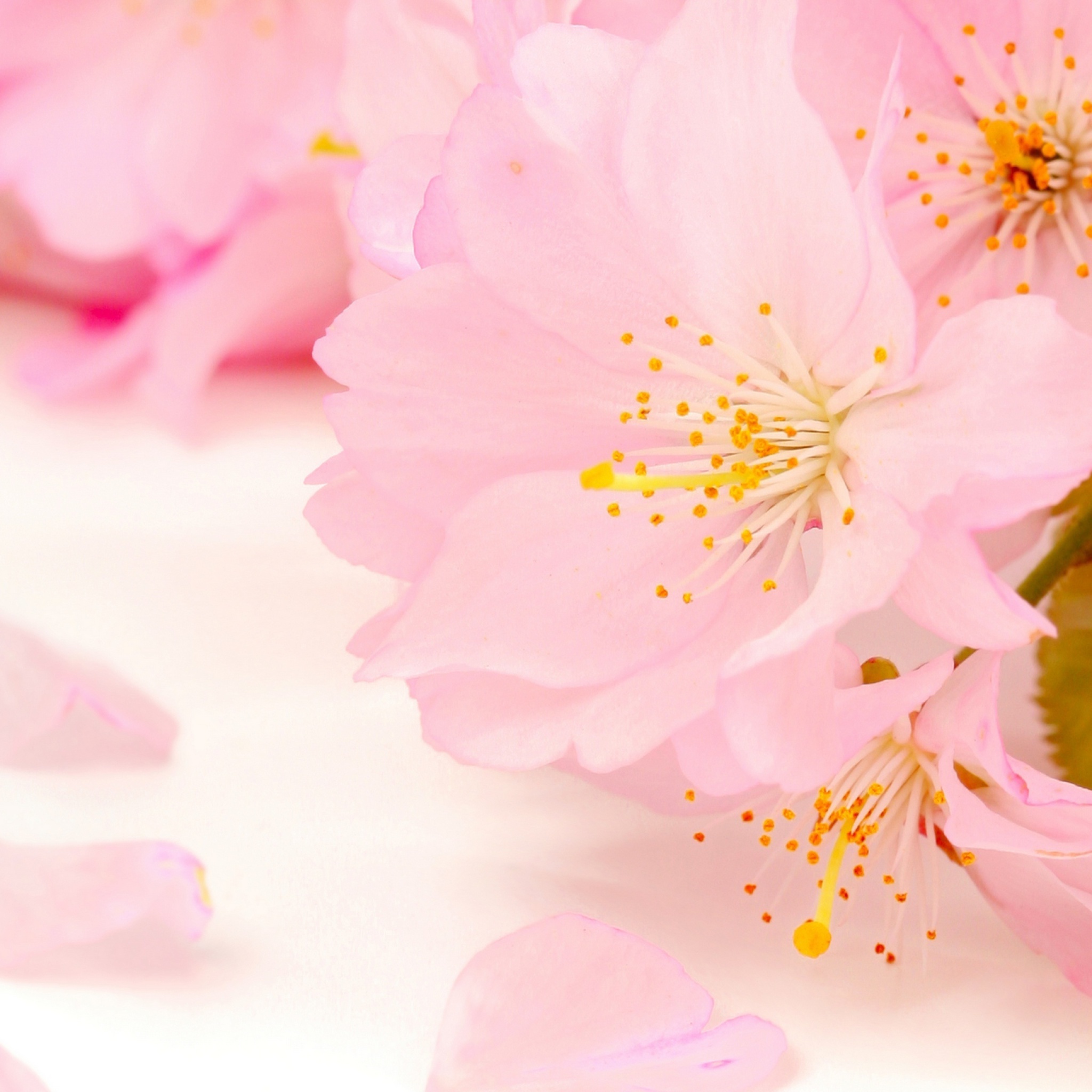Обои Spring Pink Blossoms 2048x2048