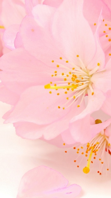 Das Spring Pink Blossoms Wallpaper 360x640