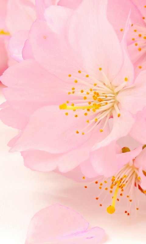 Обои Spring Pink Blossoms 480x800