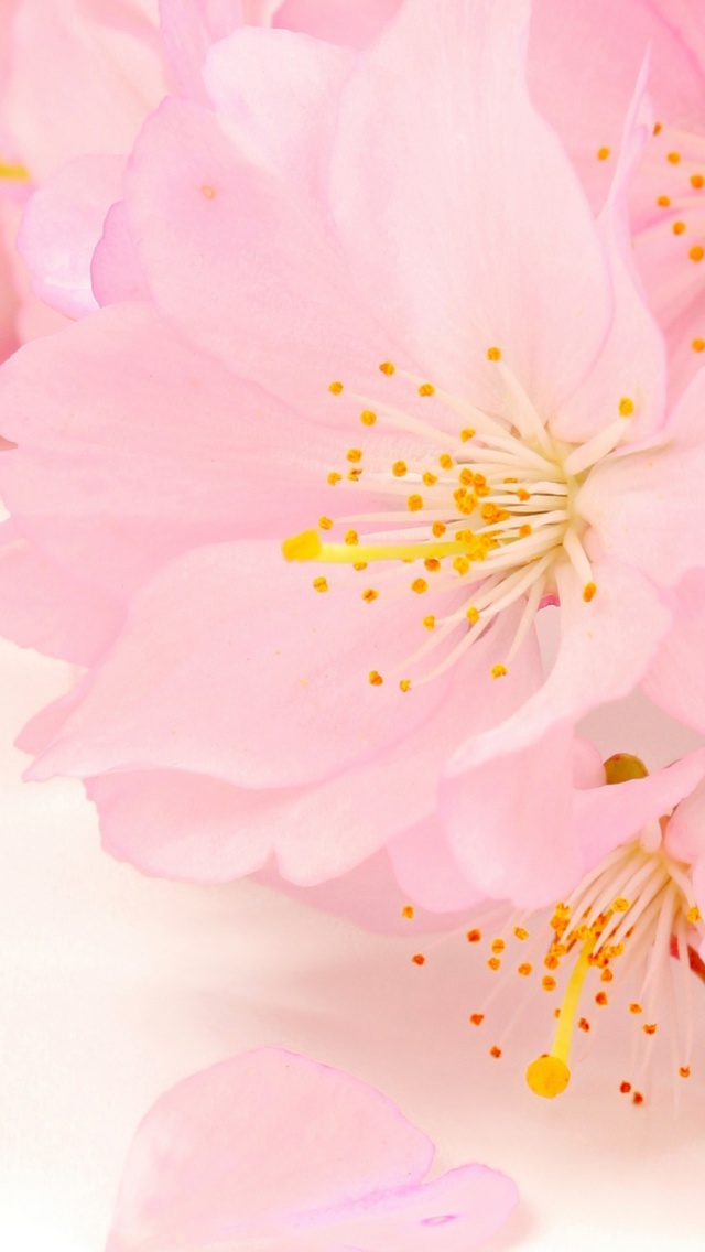 Spring Pink Blossoms wallpaper 640x1136