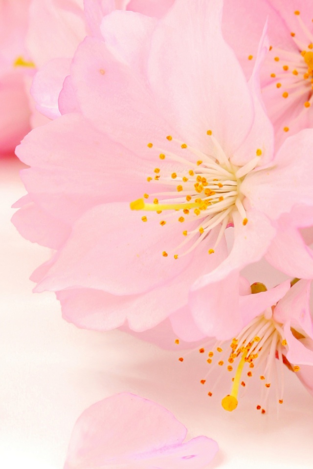 Sfondi Spring Pink Blossoms 640x960
