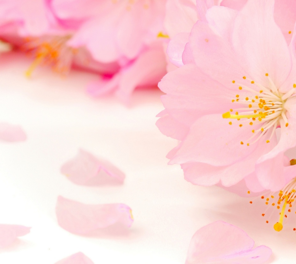 Das Spring Pink Blossoms Wallpaper 960x854