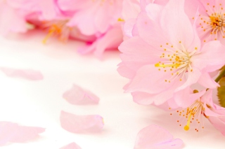 Spring Pink Blossoms Background for Android, iPhone and iPad