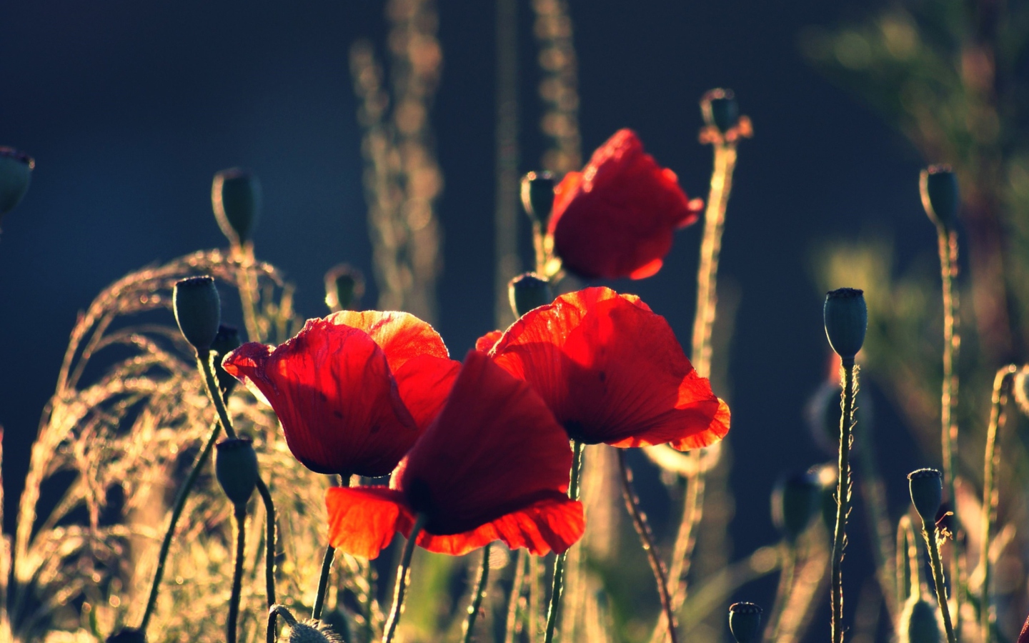 Screenshot №1 pro téma Red Poppies 1440x900