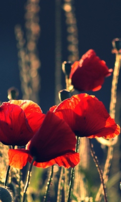 Screenshot №1 pro téma Red Poppies 240x400