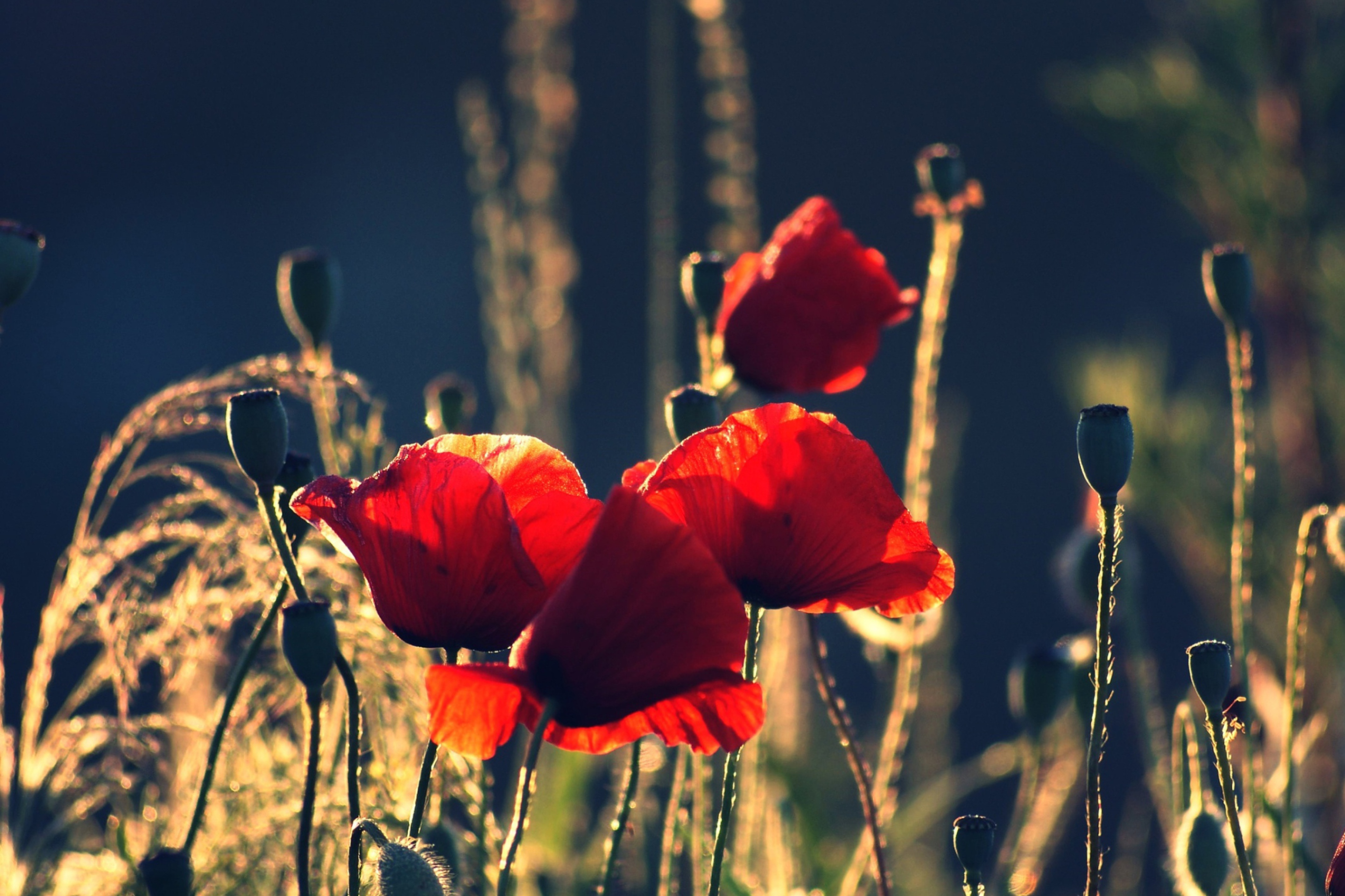 Red Poppies wallpaper 2880x1920
