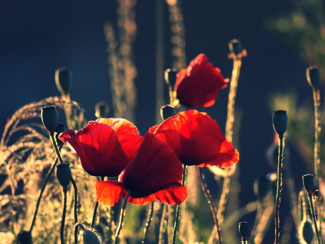Red Poppies wallpaper 640x480