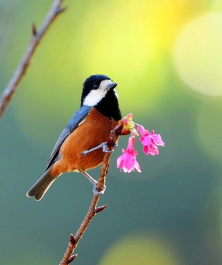 Beautiful Bird - Obrázkek zdarma pro 640x960