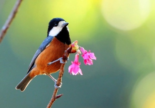 Beautiful Bird - Obrázkek zdarma pro HTC Wildfire