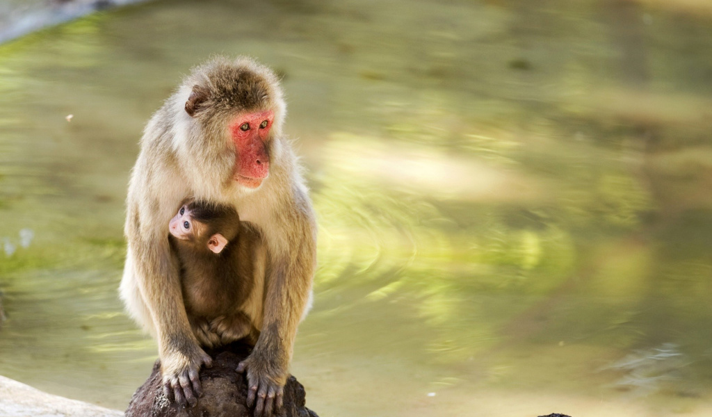 Обои Feeding monkeys in Phuket 1024x600