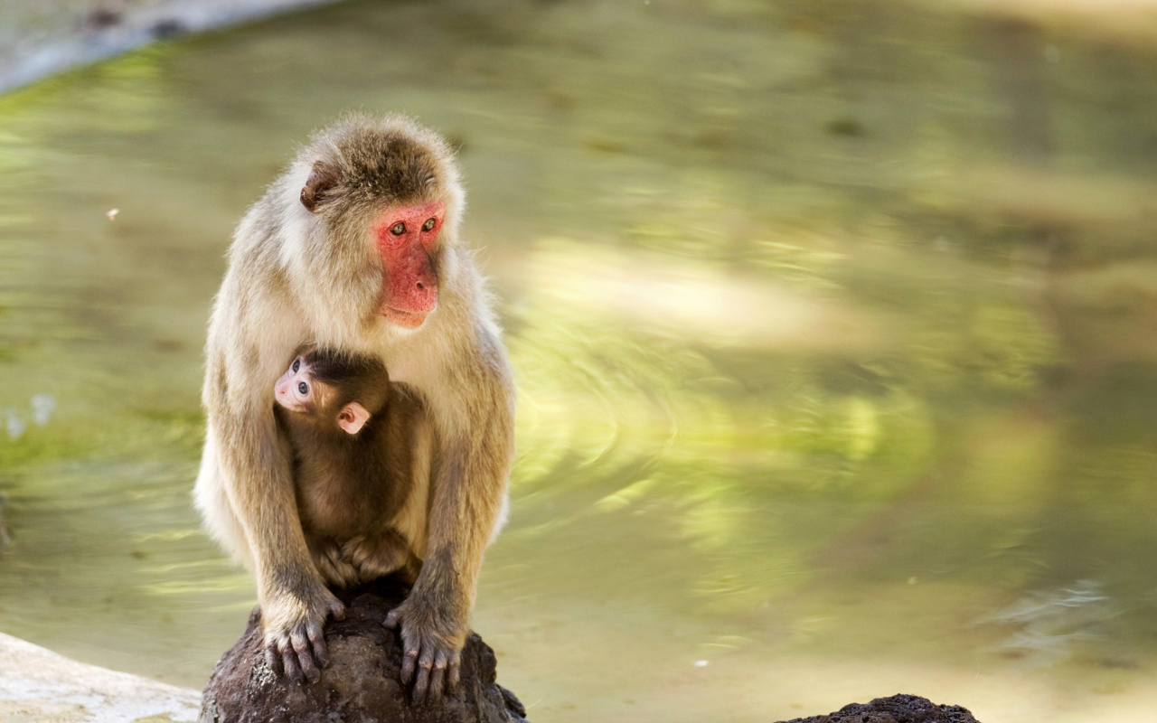 Das Feeding monkeys in Phuket Wallpaper 1280x800