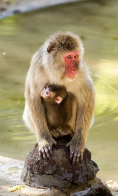 Das Feeding monkeys in Phuket Wallpaper 240x400