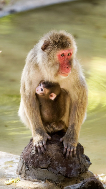 Обои Feeding monkeys in Phuket 360x640