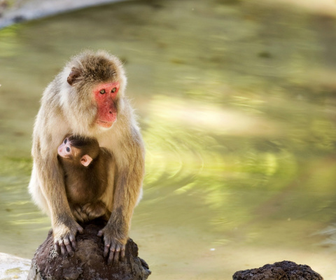 Sfondi Feeding monkeys in Phuket 480x400