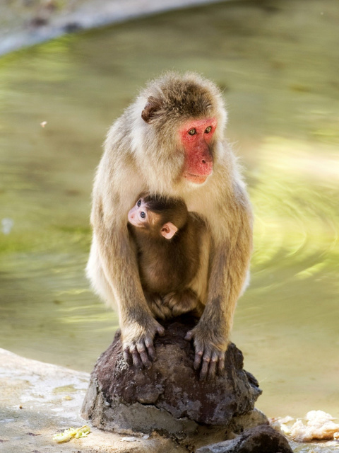 Обои Feeding monkeys in Phuket 480x640