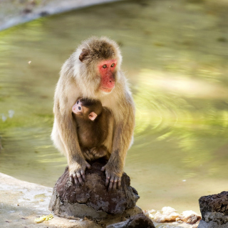 Feeding monkeys in Phuket - Obrázkek zdarma pro 128x128