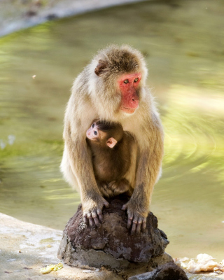 Feeding monkeys in Phuket Wallpaper for iPhone 5