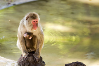Feeding monkeys in Phuket Background for Android, iPhone and iPad