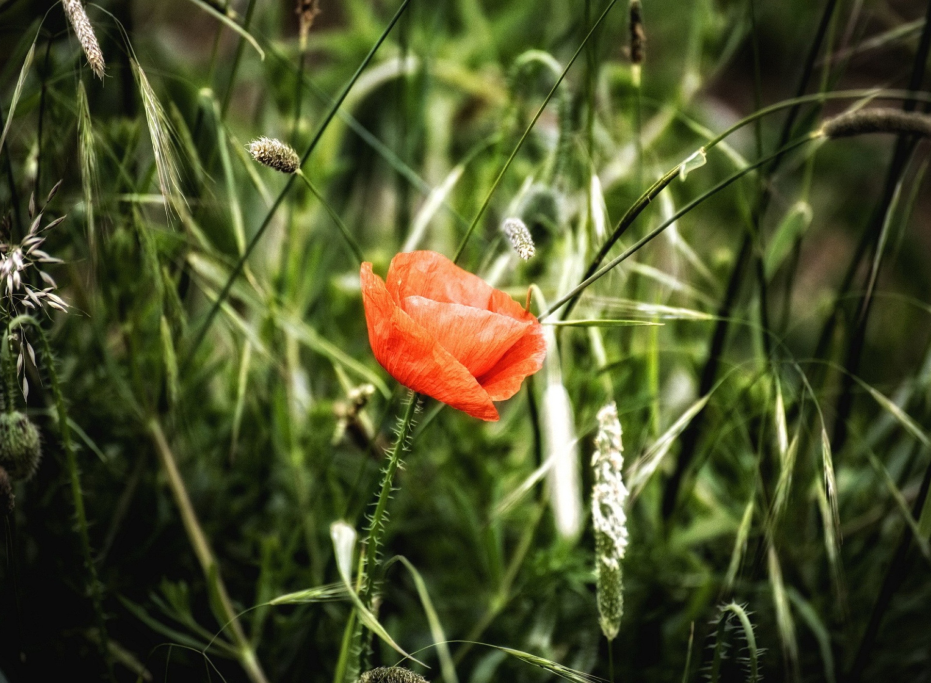 Обои Red Poppy 1920x1408