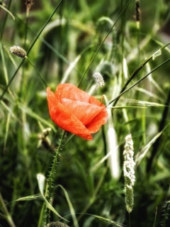 Red Poppy wallpaper 240x320