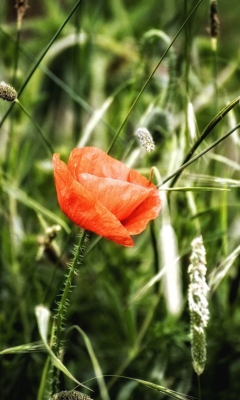 Das Red Poppy Wallpaper 240x400