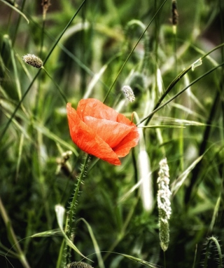 Red Poppy - Obrázkek zdarma pro Nokia X2