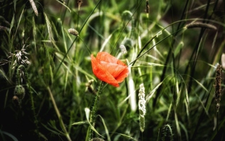 Red Poppy - Obrázkek zdarma pro 1600x900