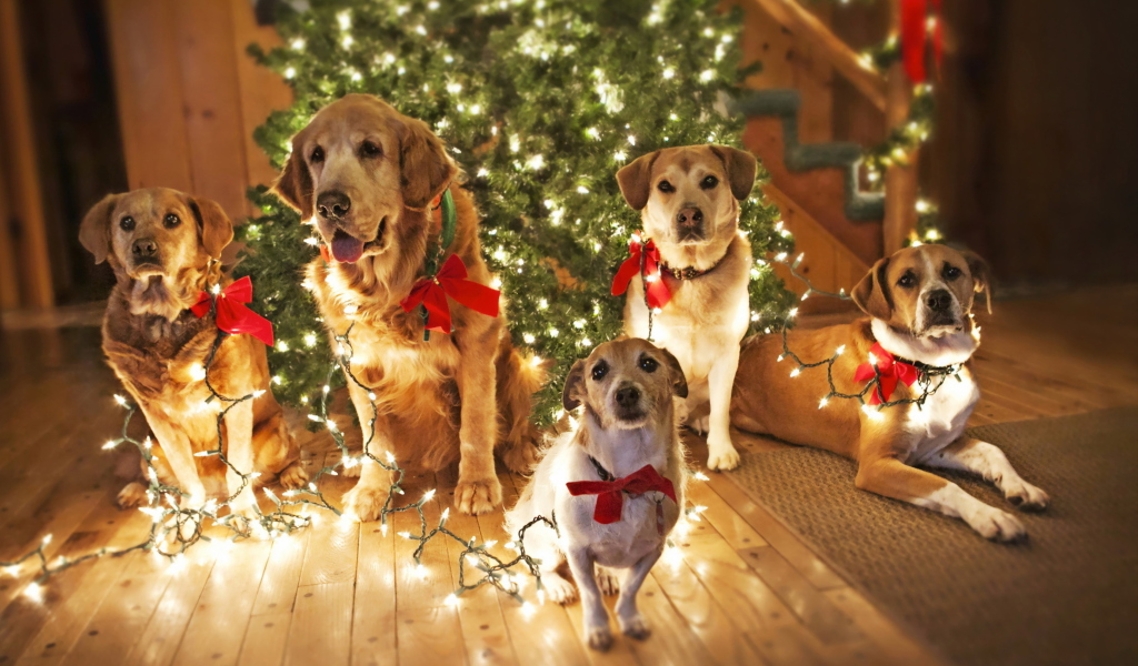 Screenshot №1 pro téma Christmas Dogs 1024x600