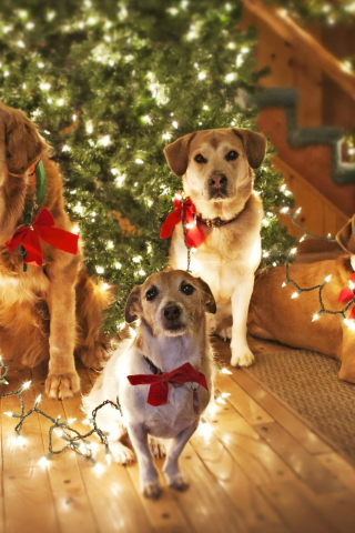 Das Christmas Dogs Wallpaper 320x480