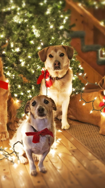 Fondo de pantalla Christmas Dogs 360x640
