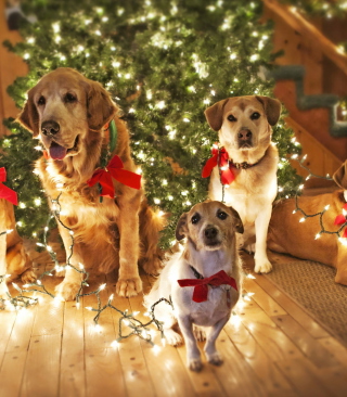 Christmas Dogs - Obrázkek zdarma pro iPhone 5