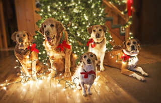 Christmas Dogs - Obrázkek zdarma pro 1024x600