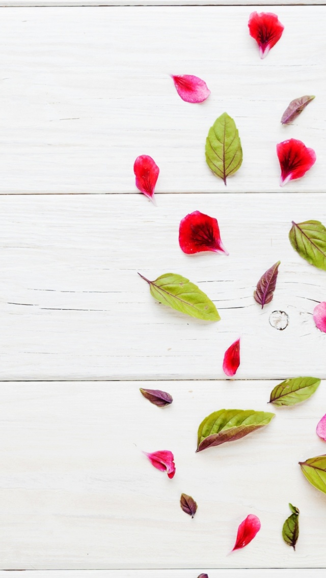 Leaves and white background wallpaper 640x1136