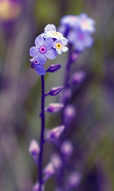 Screenshot №1 pro téma Violet Flowers 480x800