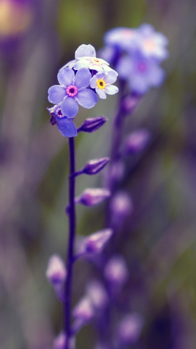 Screenshot №1 pro téma Violet Flowers 640x1136