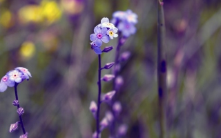 Violet Flowers - Obrázkek zdarma pro Samsung Galaxy S5