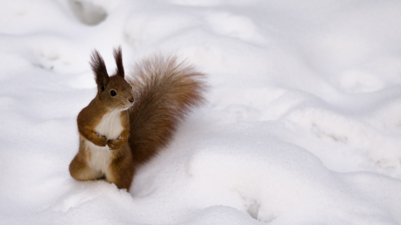 Screenshot №1 pro téma Funny Squirrel On Snow 1280x720